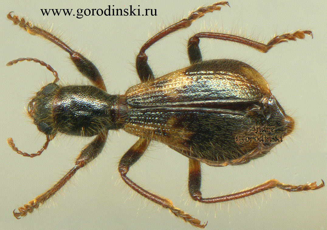 http://www.gorodinski.ru/oth_col/Cleridae sp.3.jpg